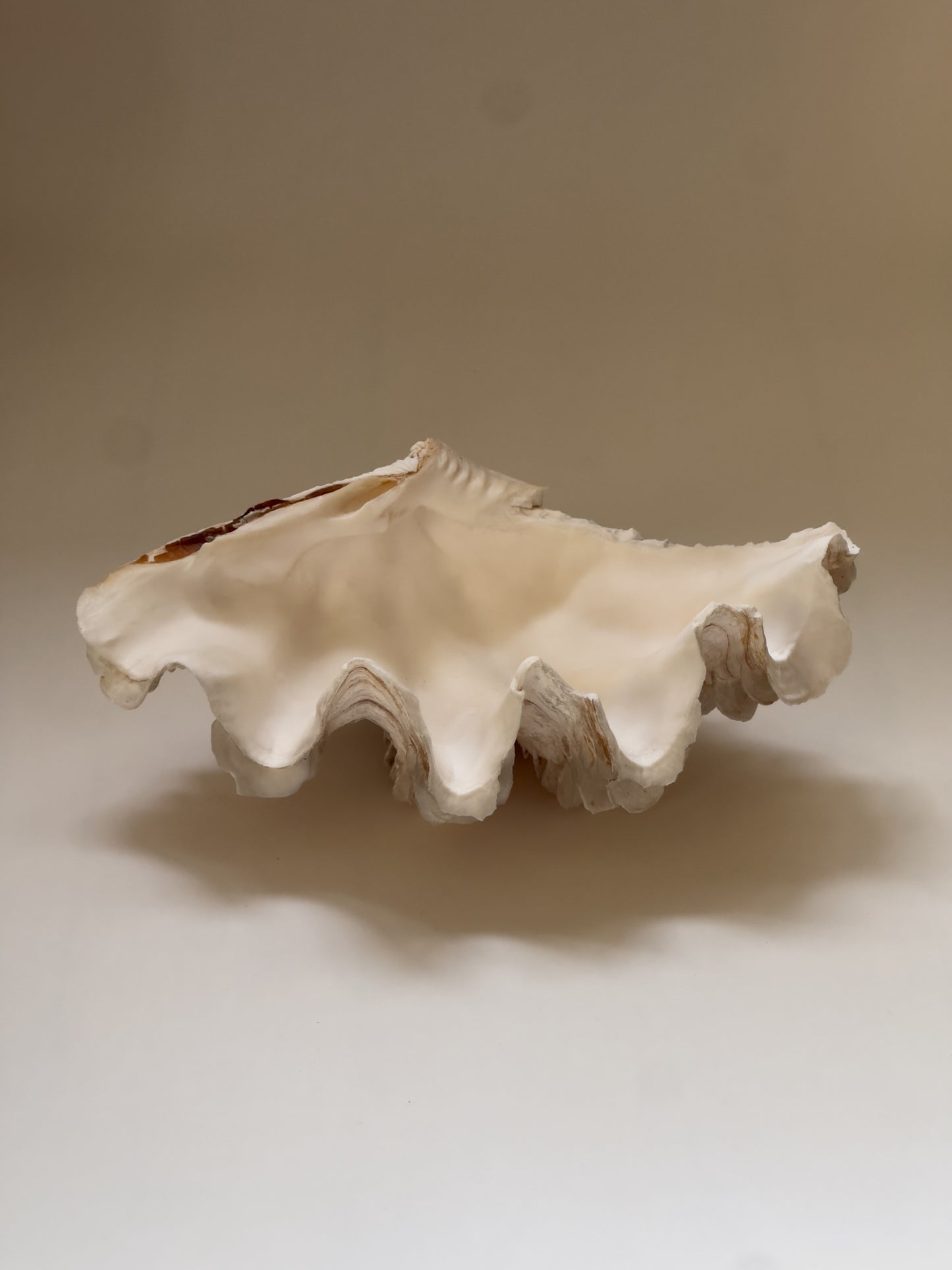 Large Seashell