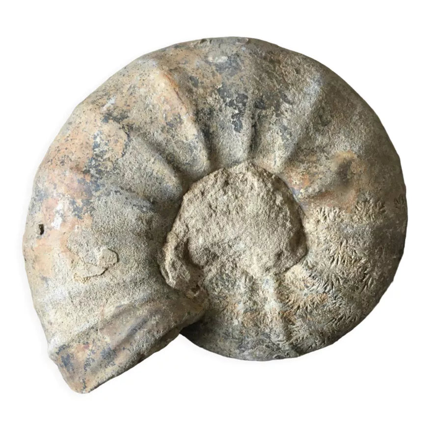 Ammonite Fossil