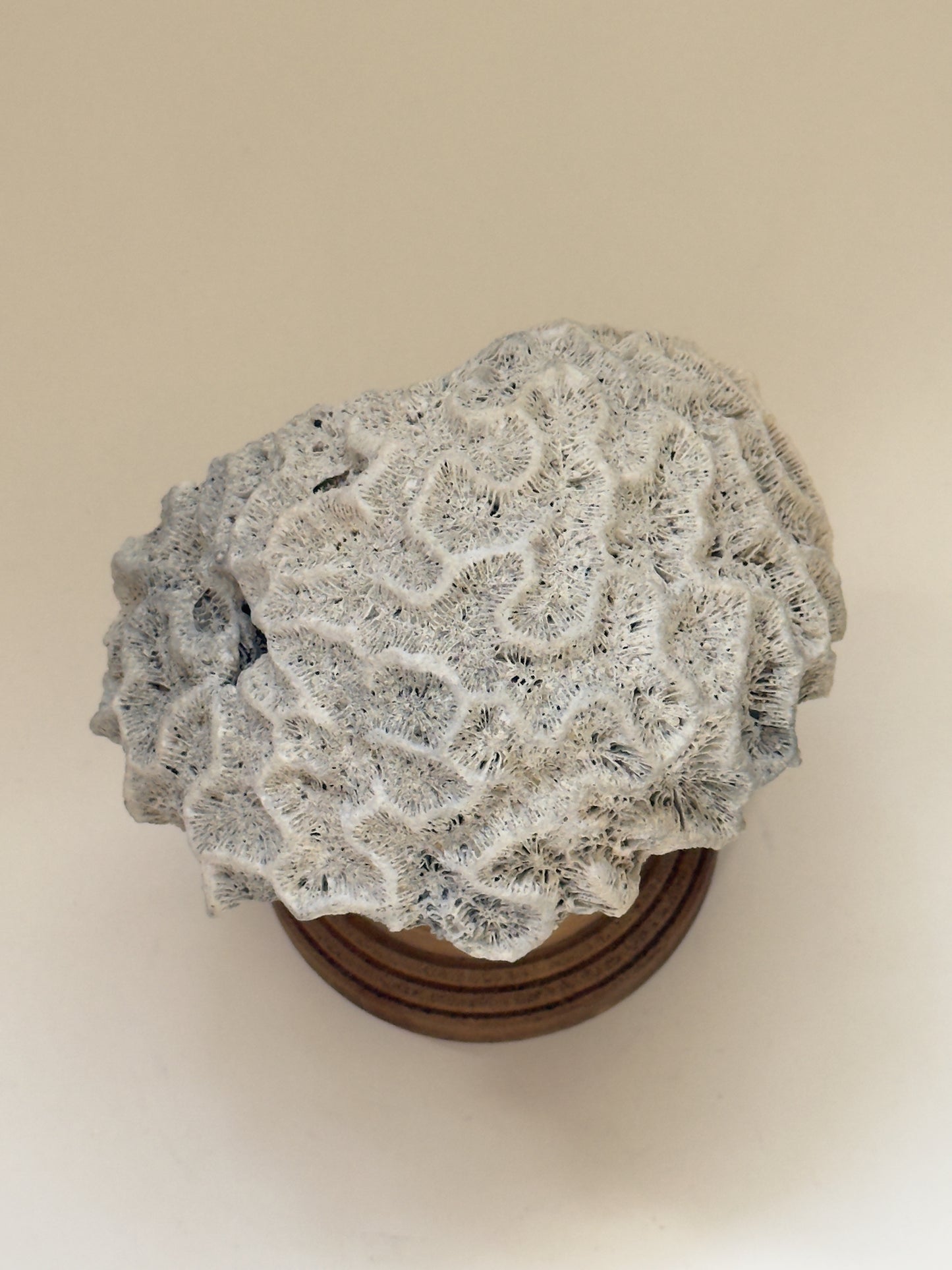 Antique Meandering Coral on Turned Wooden Base