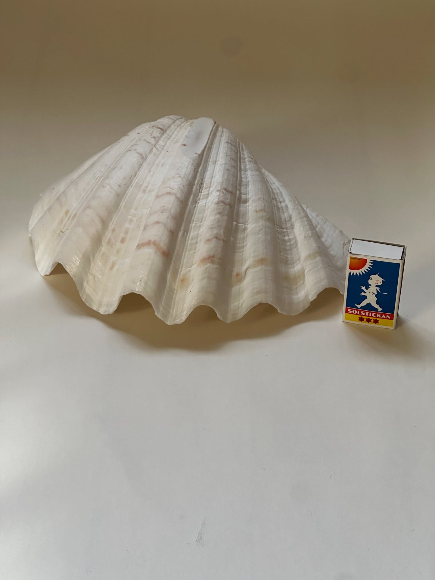 Large Vintage Seashell