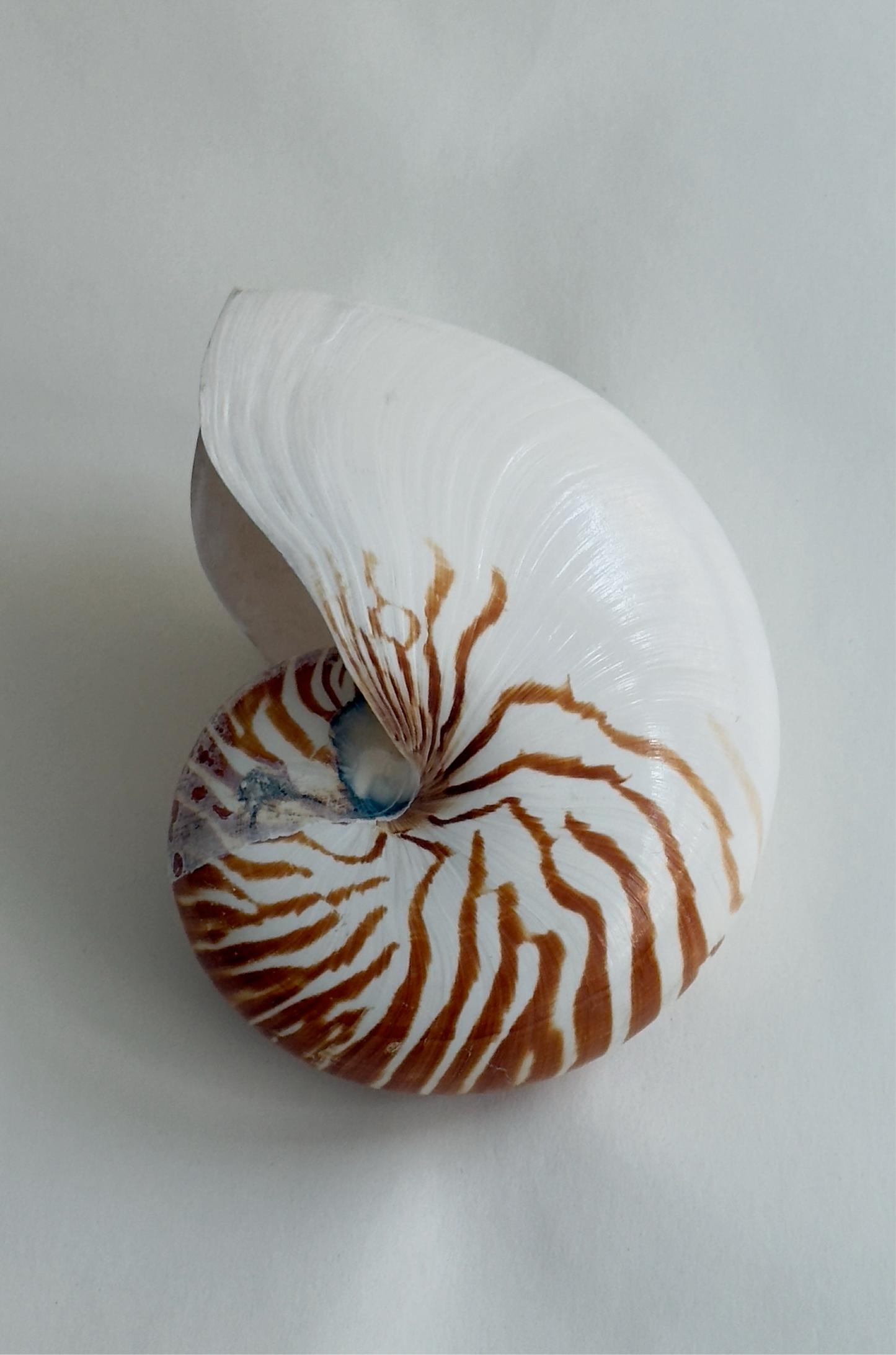 Large Antique Nautilus Shell