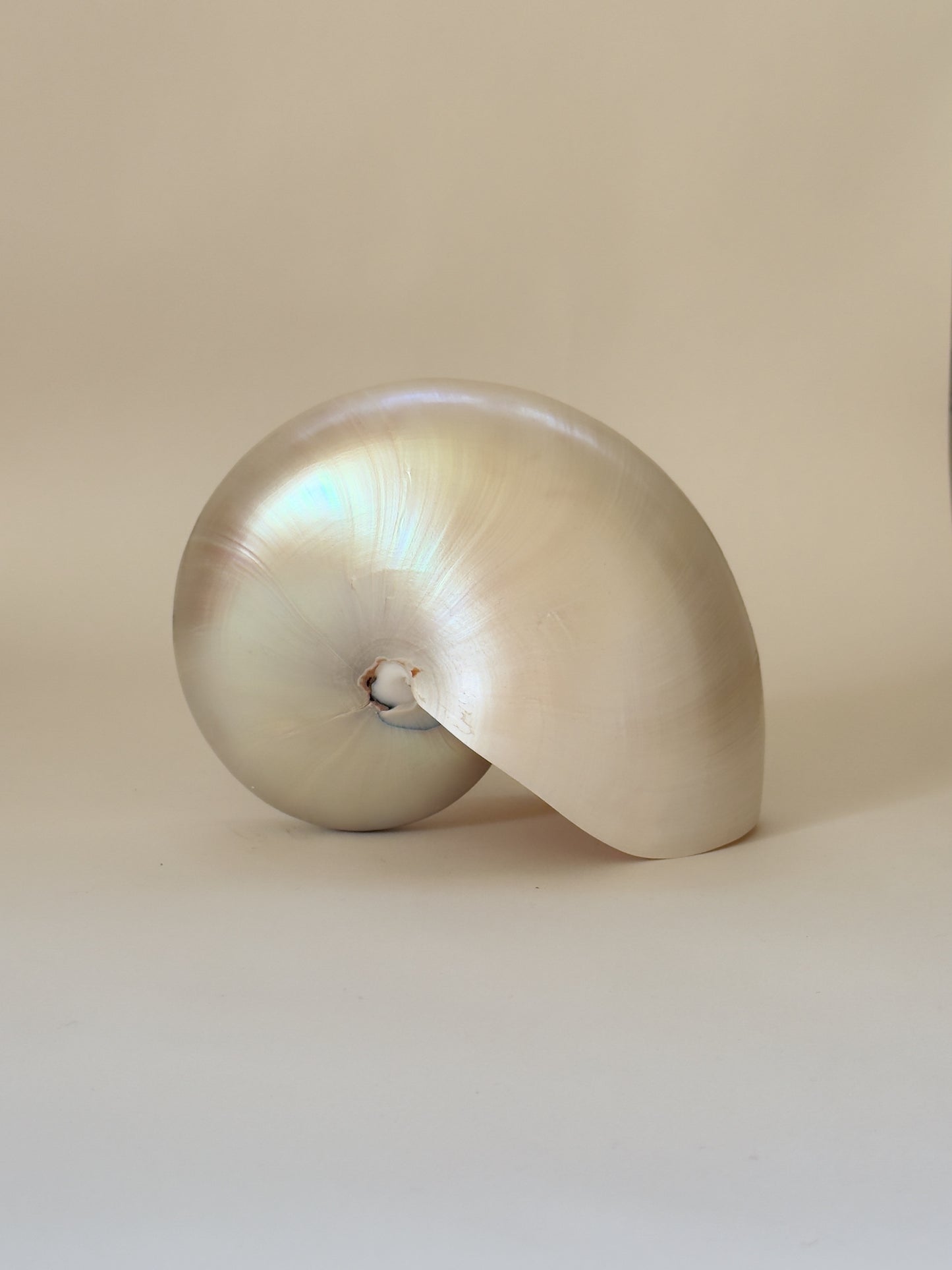Large Vintage Nautilus Shell