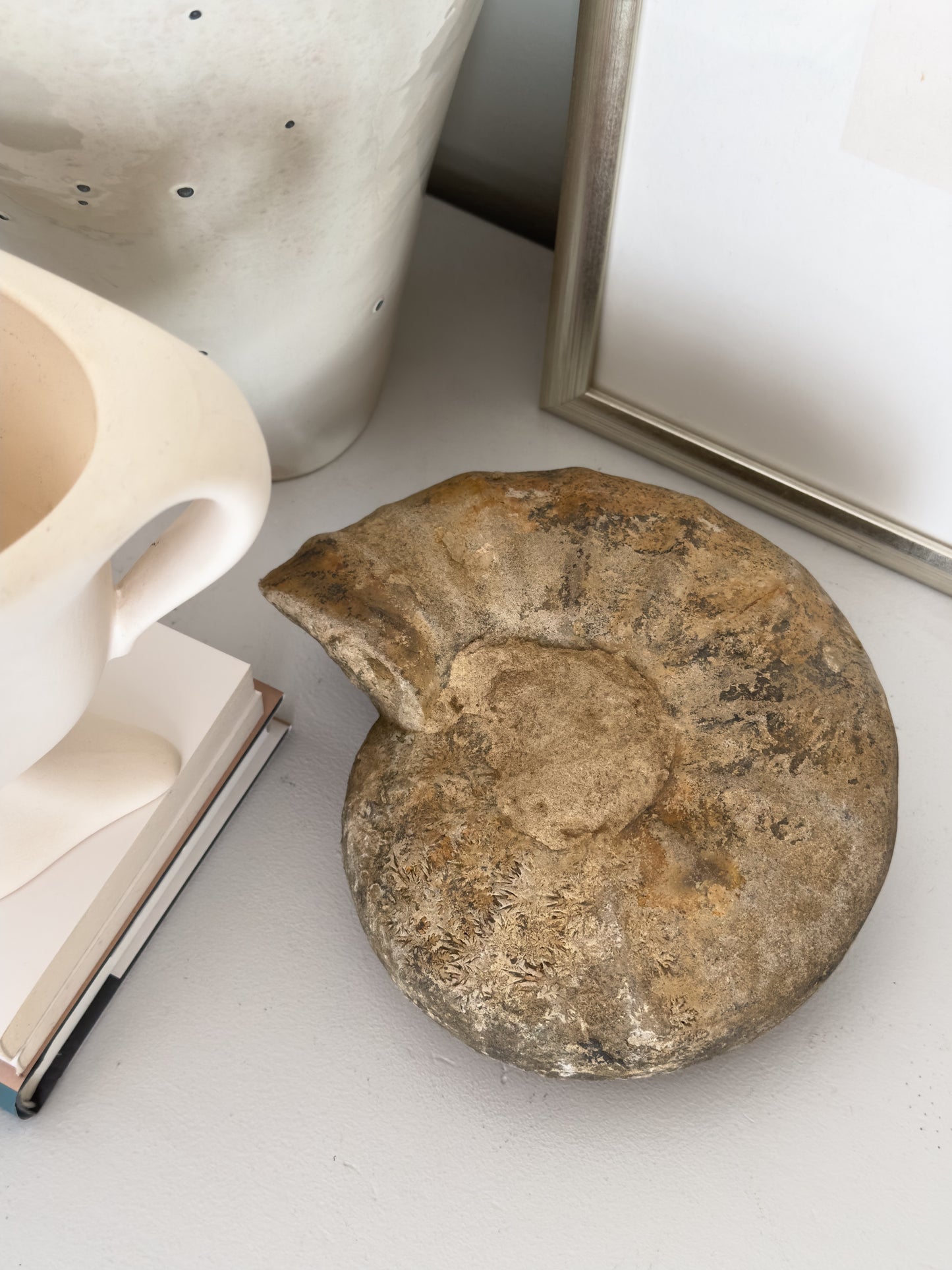 Ammonite Fossil