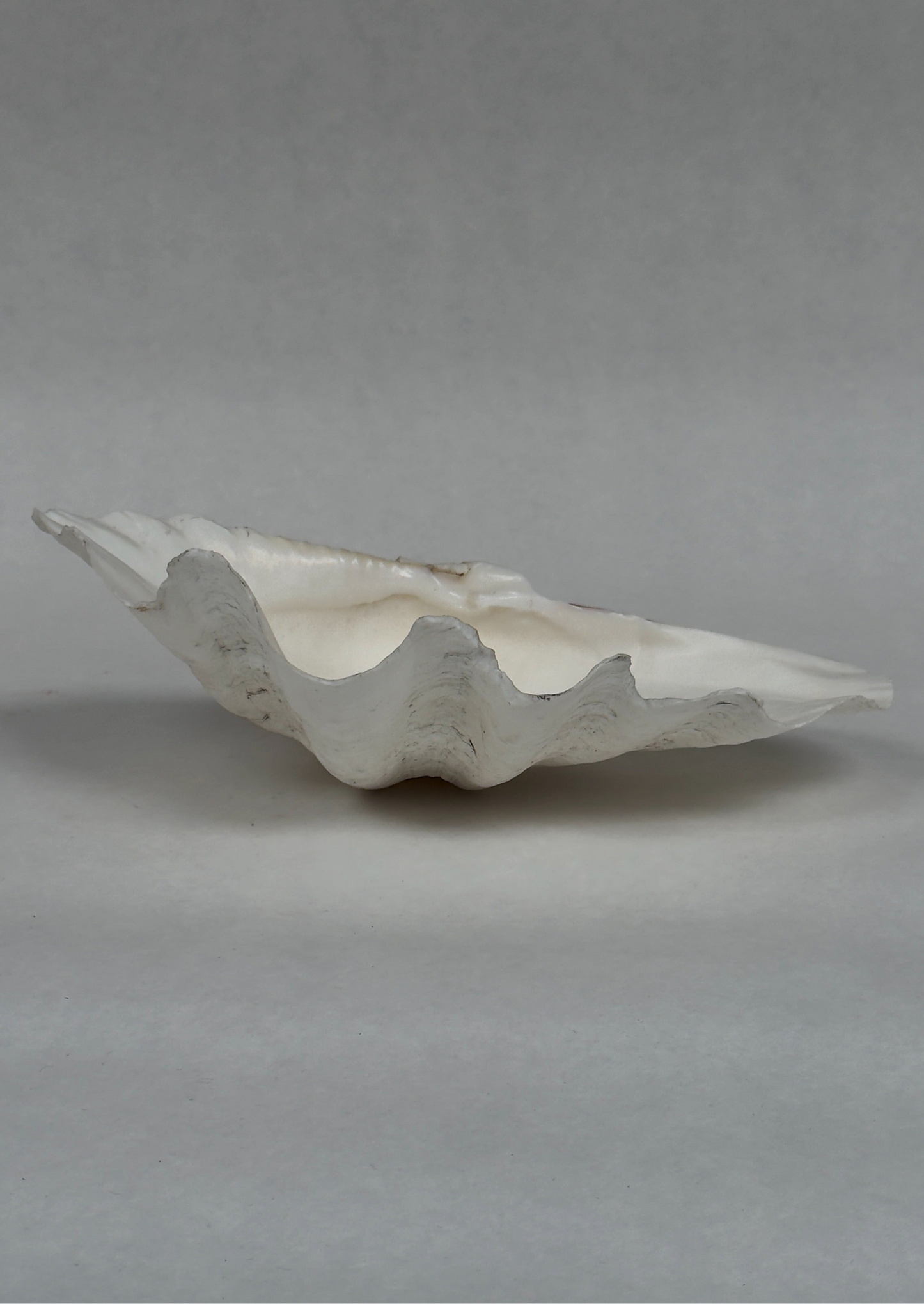 Large Antique Clam Shell, 37cm