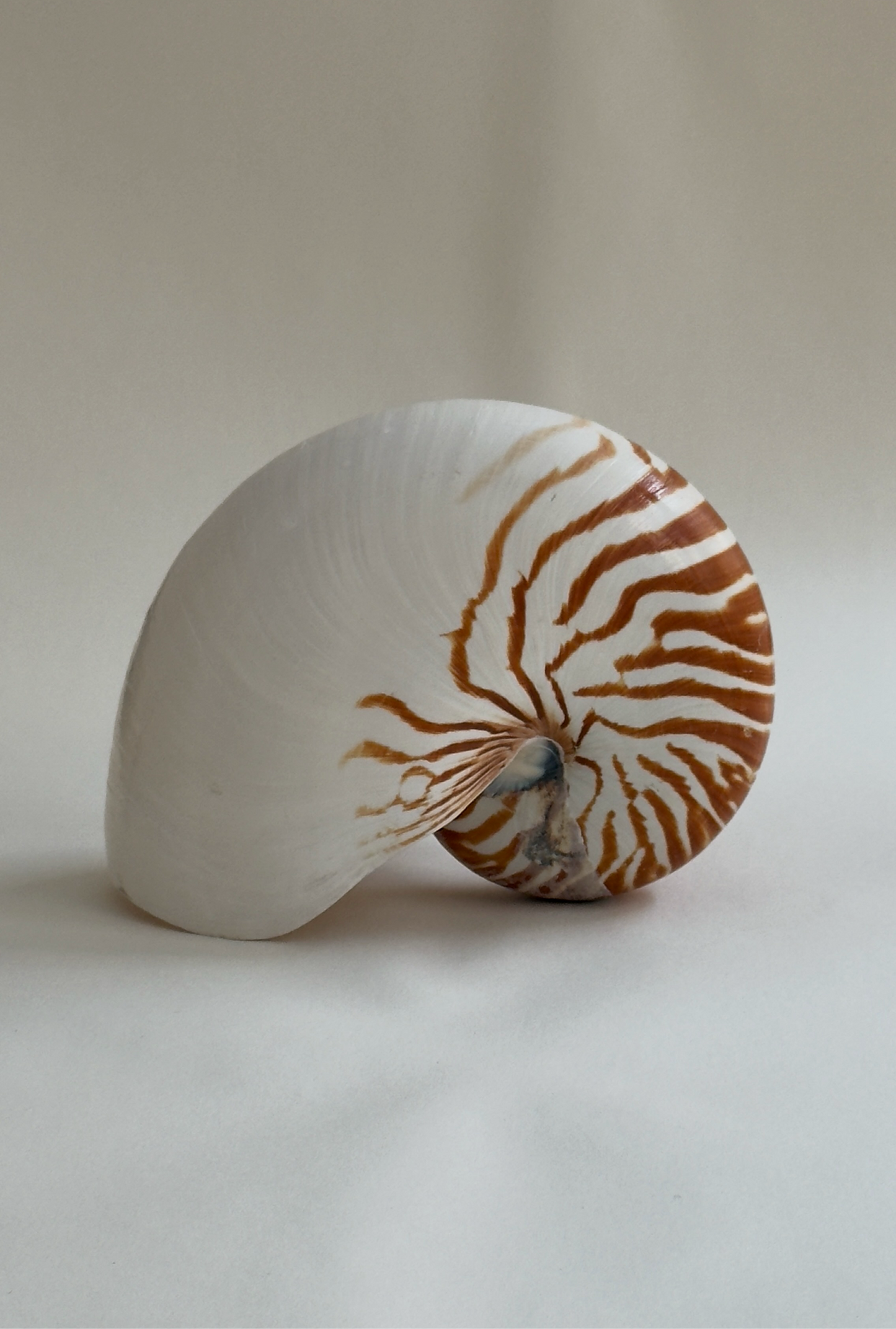 Large Antique Nautilus Shell