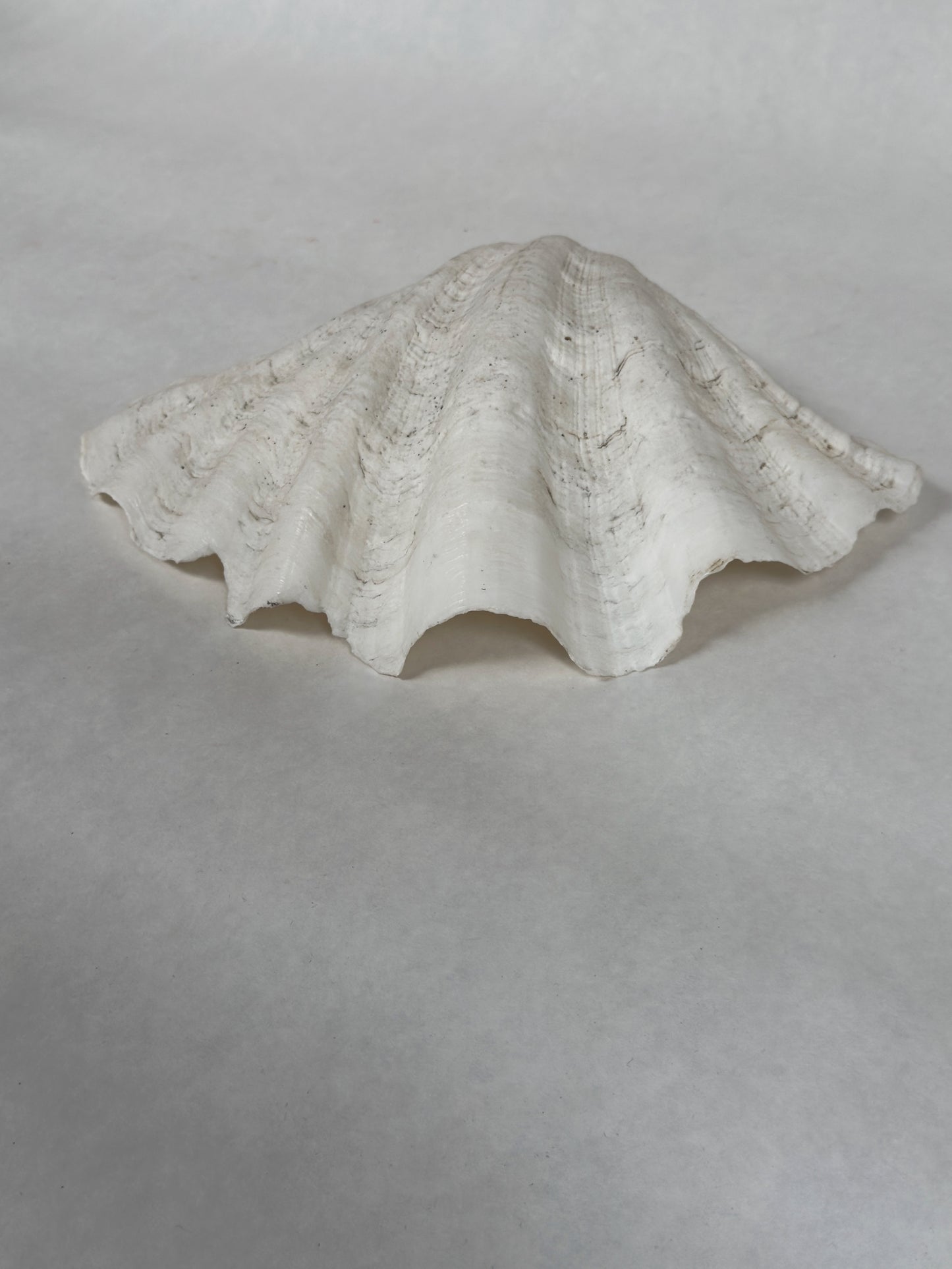 Large Antique Clam Shell, 37cm