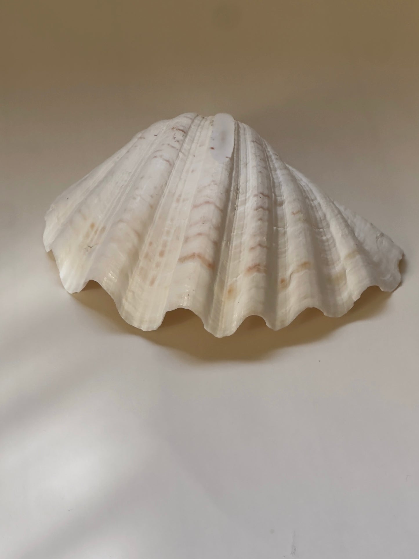 Large Vintage Seashell