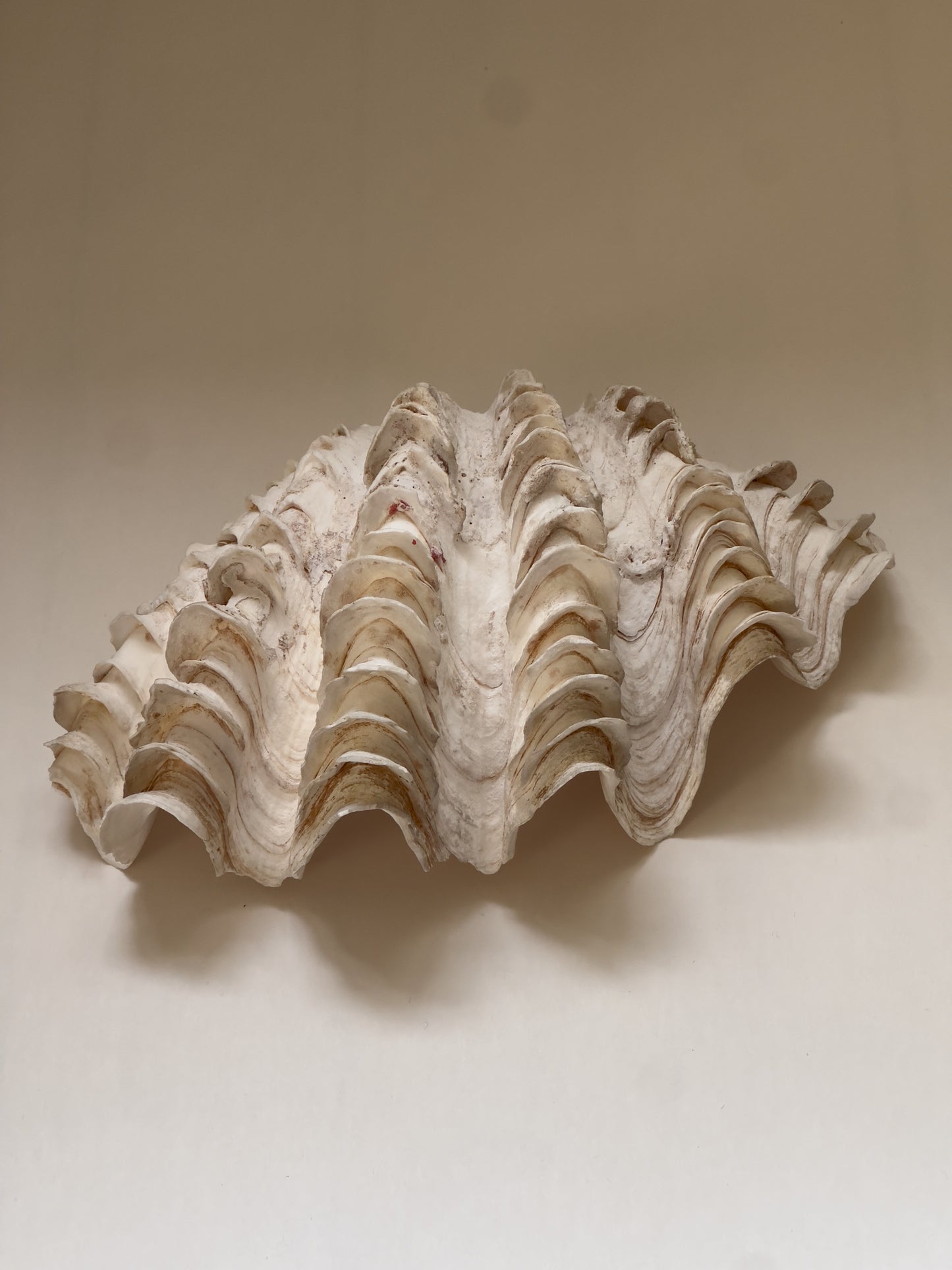 Large Seashell
