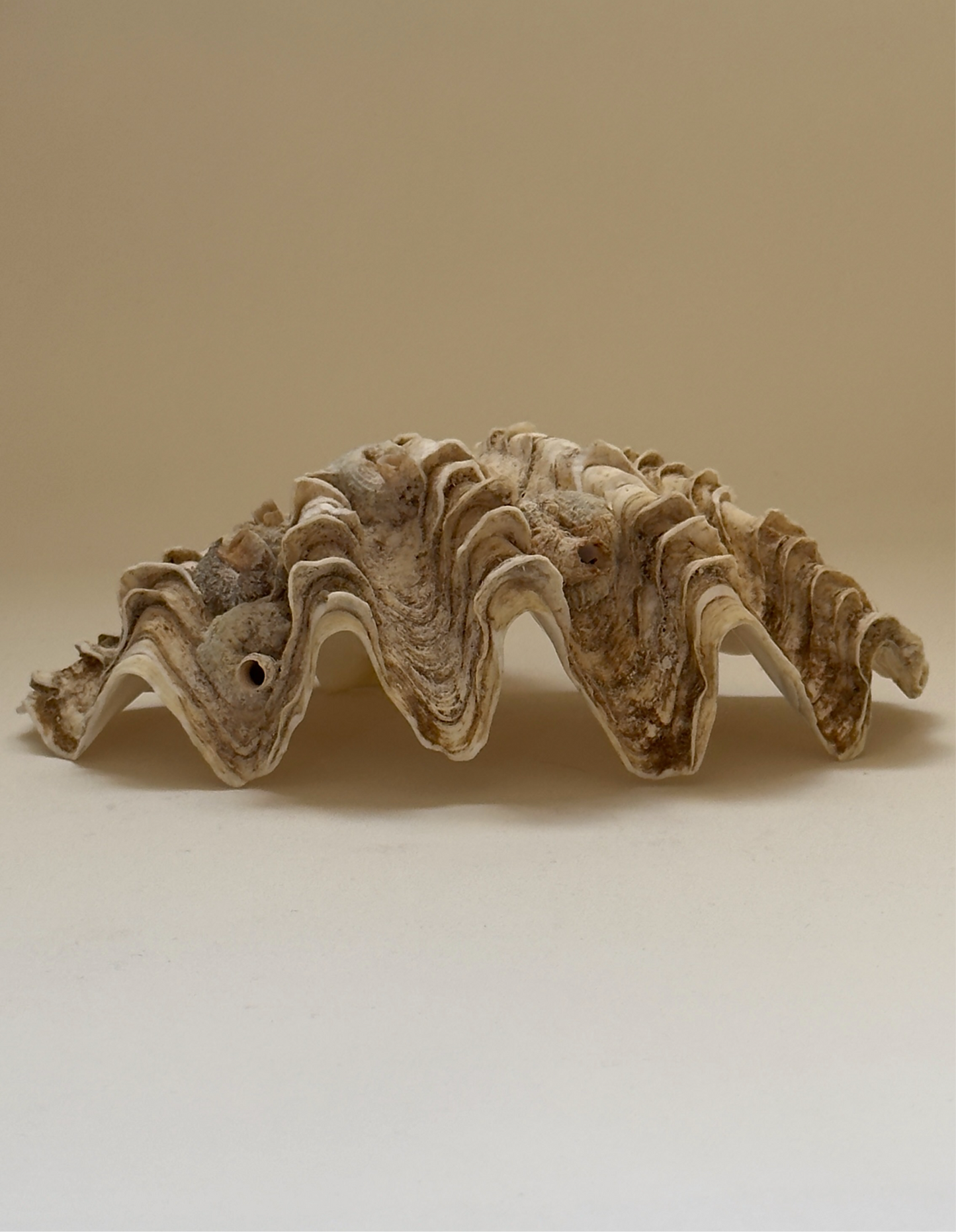 Antique Clam Shell, 21 cm