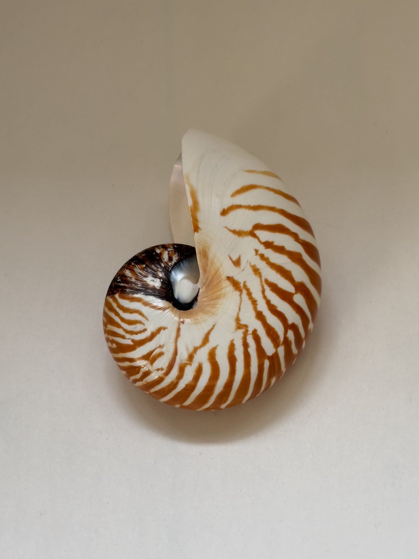 Vintage Nautilus Shell