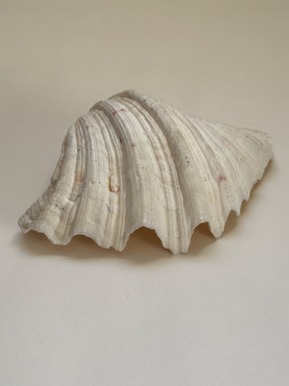 Large Vintage Clam Shell, 26 cm