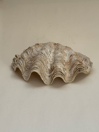 Antique Clam Shell No II