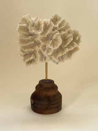 Antique White Coral on Turned Wooden Base I