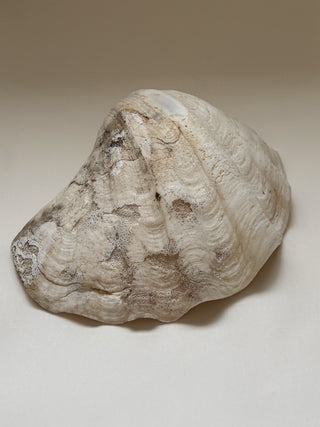 Large Antique Sea Shell