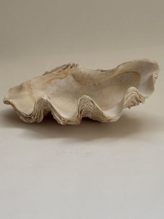 Antique Clam Shell No II