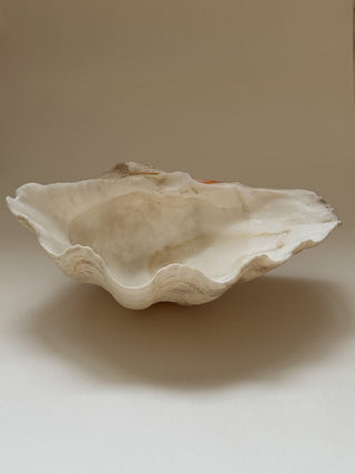 Large Antique Sea Shell