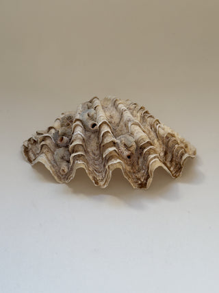 Antique Clam Shell, 21 cm