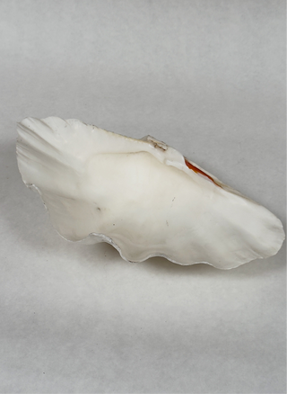 Large Antique Clam Shell, 37cm
