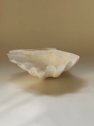 Large Vintage Seashell