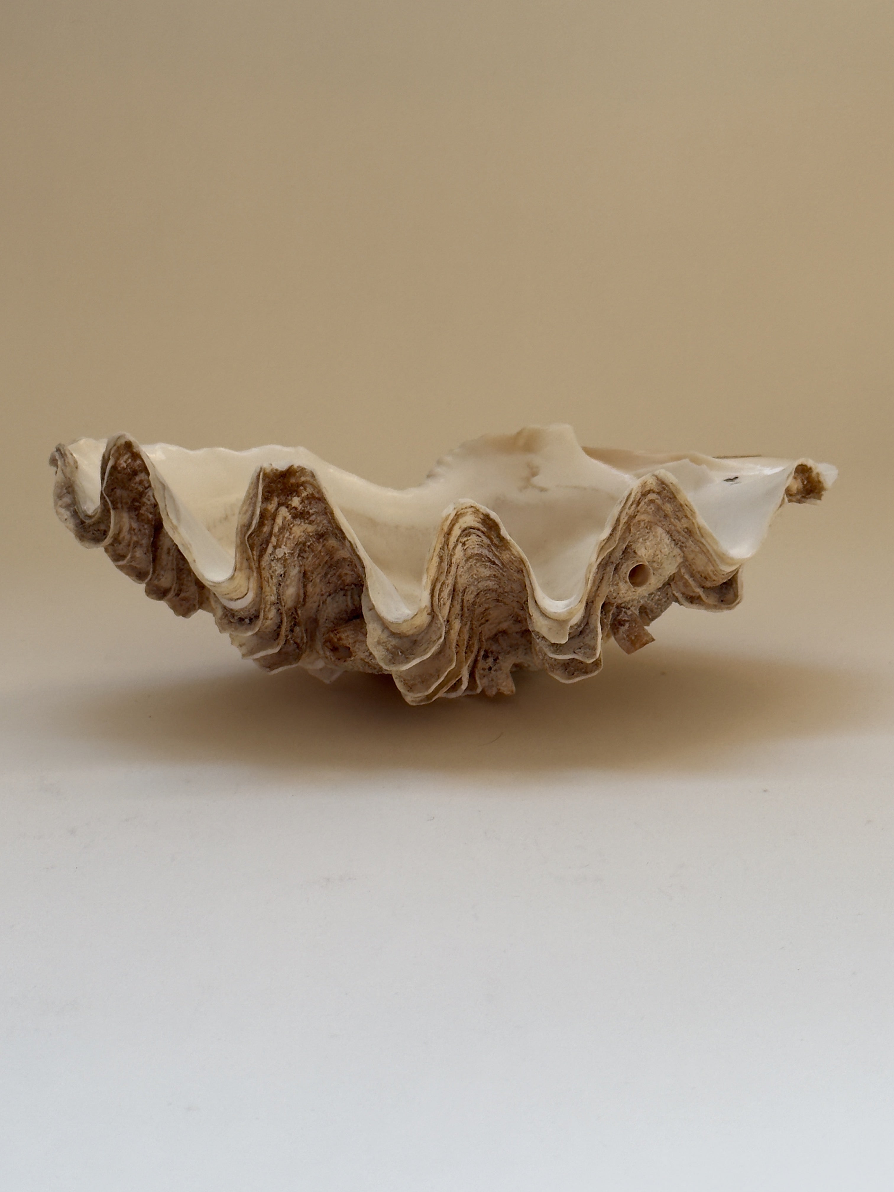 Antique Clam Shell, 21 cm – Galerie Storm