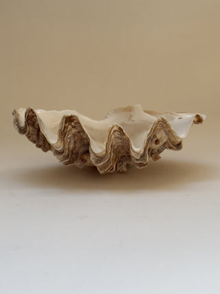 Antique Clam Shell, 21 cm