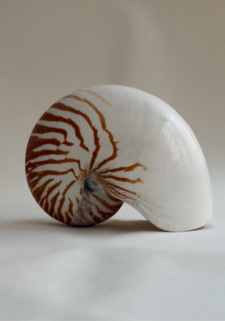 Large Antique Nautilus Shell