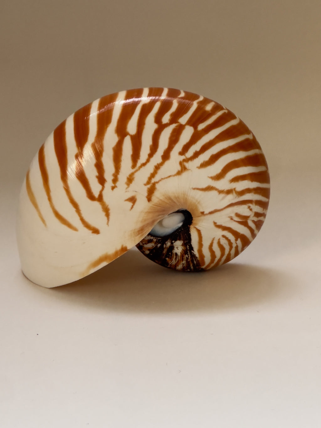 Vintage Nautilus Shell – Galerie Storm
