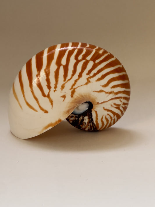 Vintage Nautilus Shell