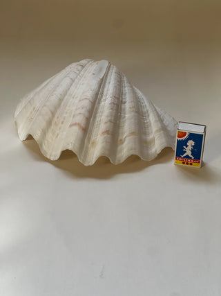Large Vintage Seashell