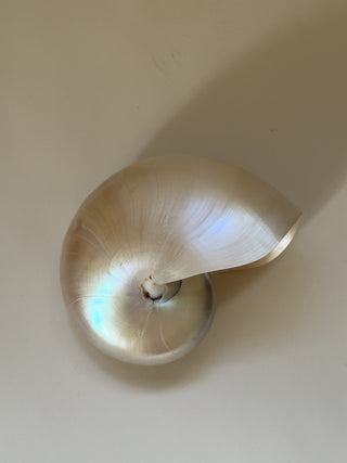 Large Vintage Nautilus Shell