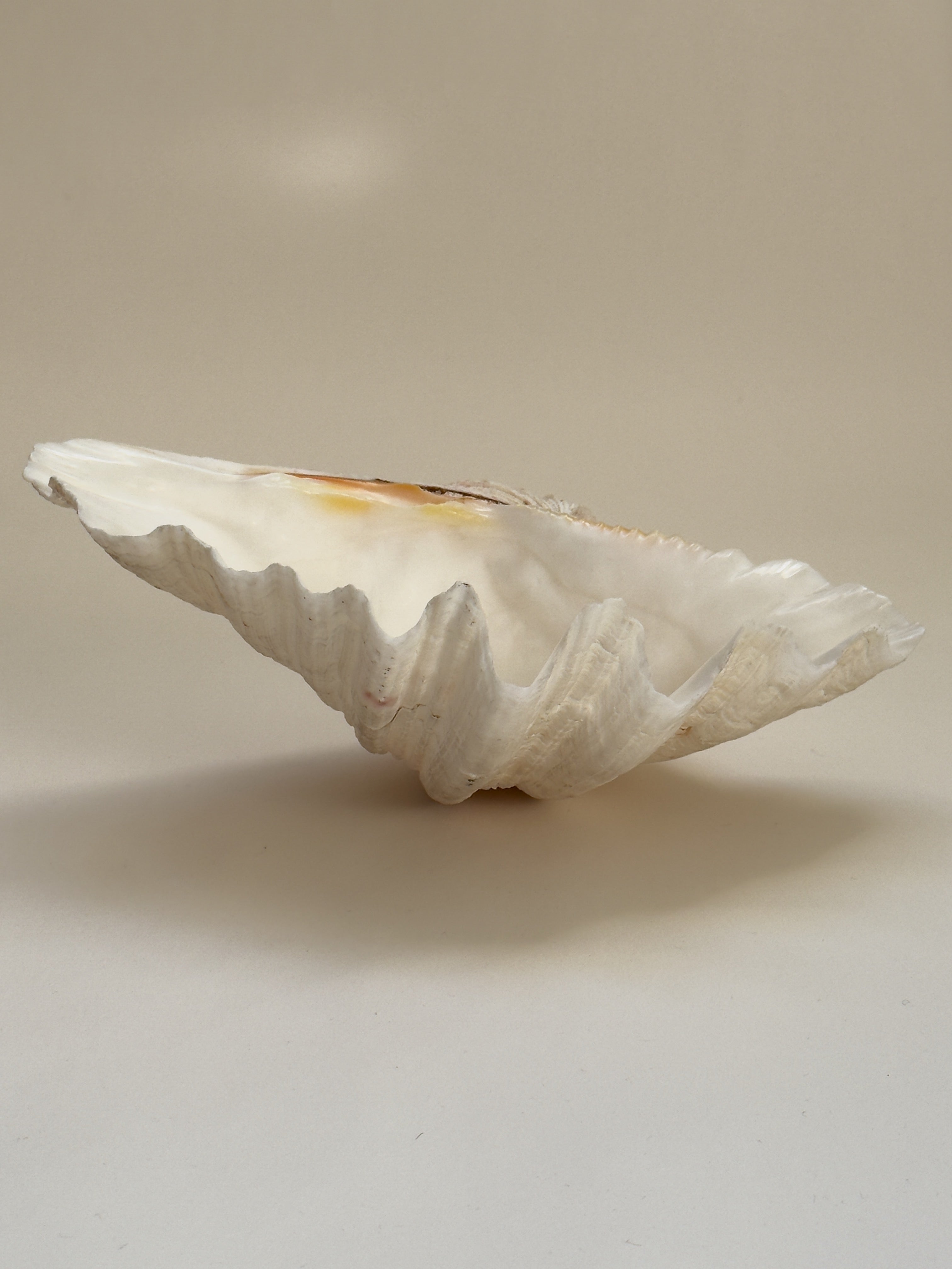 Large Vintage Clam Shell, 26 cm – Galerie Storm