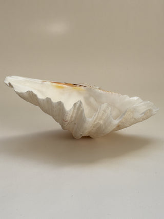 Large Vintage Clam Shell, 26 cm