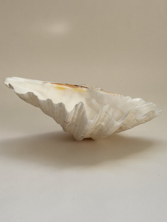 Large Vintage Clam Shell, 26 cm