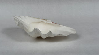 Large Antique Clam Shell, 37cm