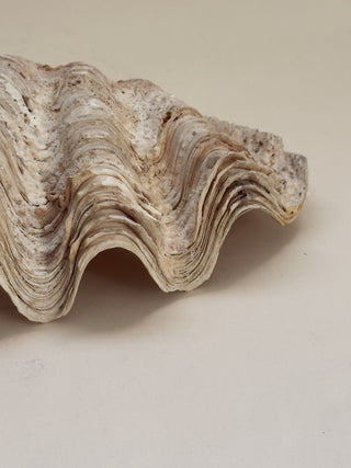 Antique Clam Shell No II