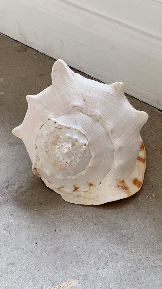 Large Cassis Cornuta Conch