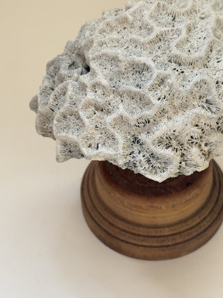 Antique Meandering Coral on Turned Wooden Base