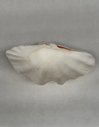 Large Antique Clam Shell, 37cm