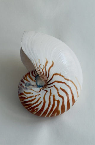 Large Antique Nautilus Shell
