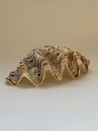 Antique Clam Shell, 21 cm