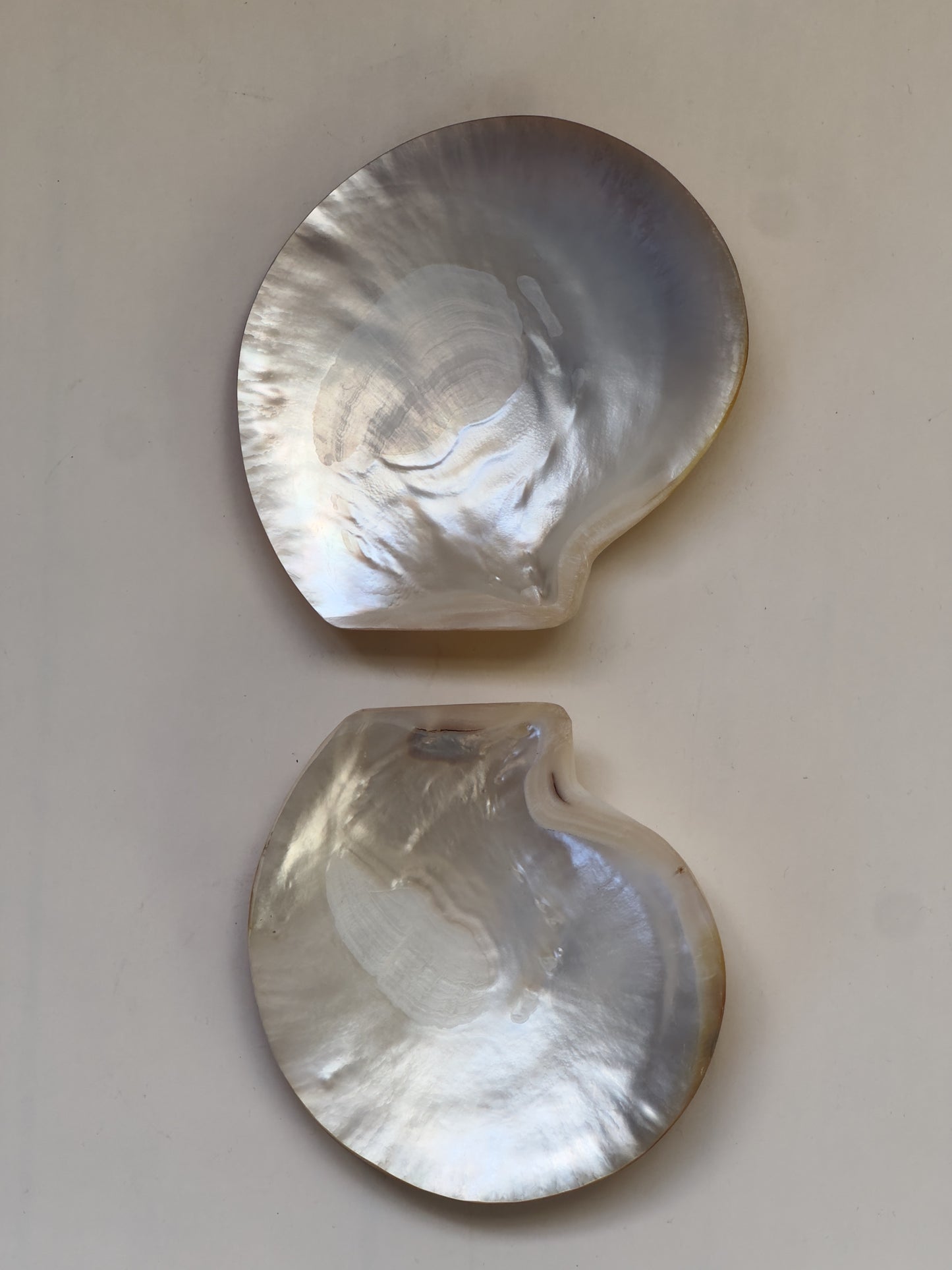 Pair of Seashell Vessels