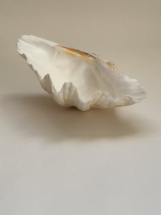 Large Vintage Clam Shell, 26 cm