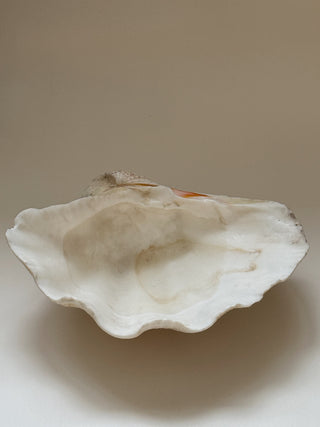 Large Antique Sea Shell