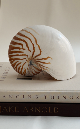 Large Antique Nautilus Shell