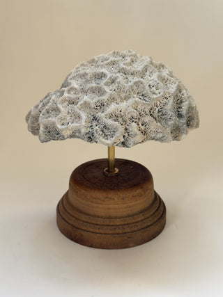 Antique Meandering Coral on Turned Wooden Base