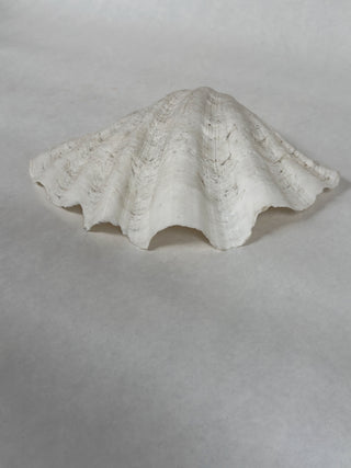 Large Antique Clam Shell, 37cm