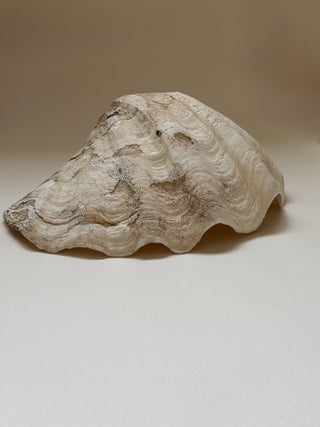 Large Antique Sea Shell