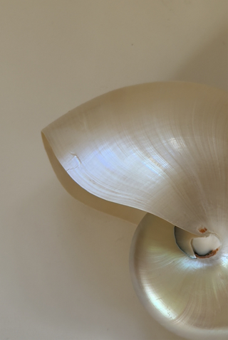 Large Vintage Nautilus Shell