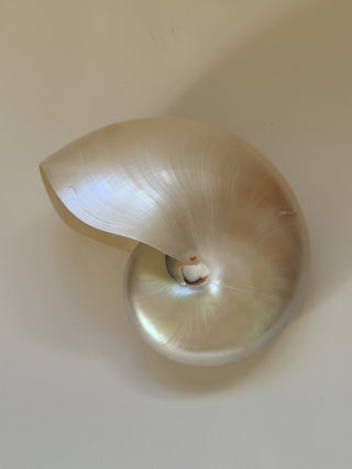 Large Vintage Nautilus Shell
