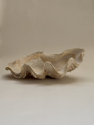 Antique Clam Shell No II